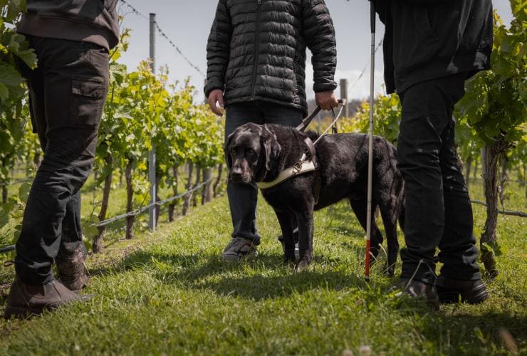 Seorang pria dengan anjing pemandu mengikuti tur kebun anggur di Puddleduck Vineyard bersama seorang teman dan pemandu tur, Richmond, Tasmania © Dearna Bond