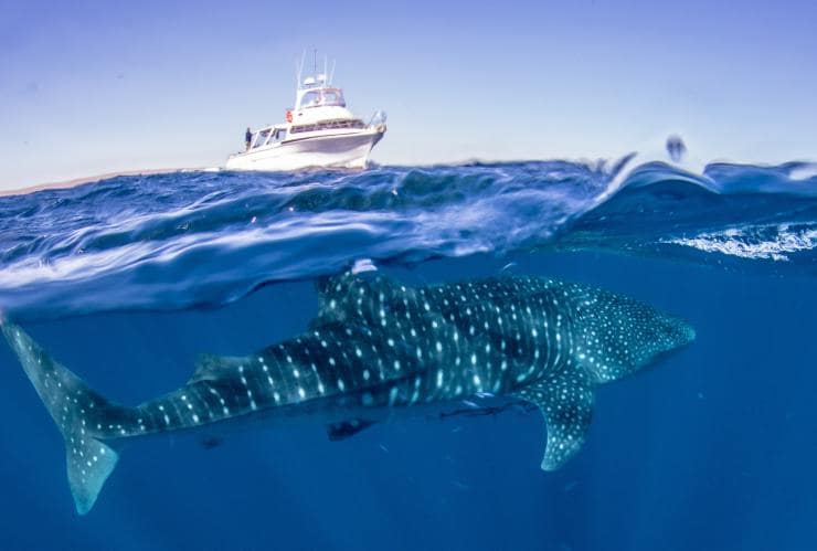 Seekor hiu paus di bawah permukaan samudra dengan perahu tampak di kejauhan dalam tur bersama Exmouth Dive & Whalesharks Ningaloo, Ningaloo Marine Park, Western Australia © Exmouth Dive & Whalesharks Ningaloo