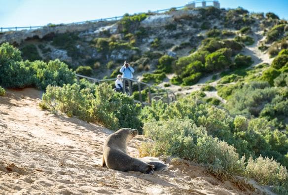 Singa laut bersantai di pasir di Seal Bay, Kangaroo Island, South Australia © Tourism Australia