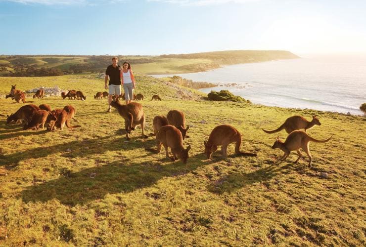 Pasangan sedang berada di alam liar dengan kanguru di sekeliling mereka di Kangaroo Island, South Australia © Tourism Australia