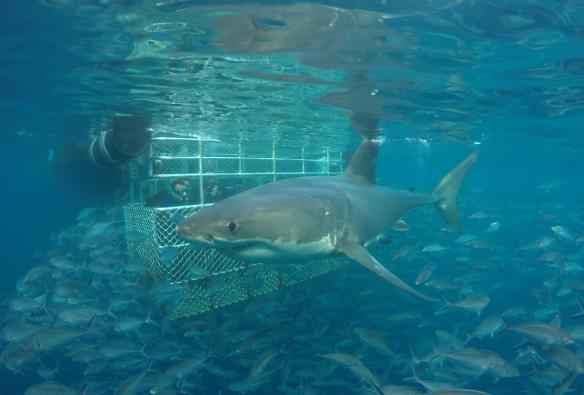 Menyelam dalam kurungan untuk melihat hiu, Calypso Star Charters, Port Lincoln, South Australia © Calypso Star Charters