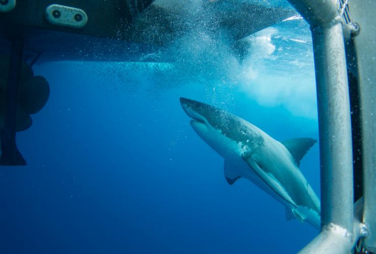Menyelam dalam kurungan untuk melihat hiu, Calypso Bay Charters, Neptune Islands, South Australia © Tourism Australia