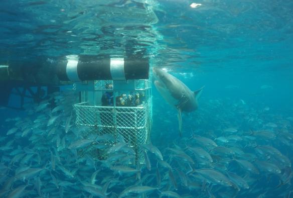 Menyelam dalam kurungan untuk melihat hiu, Calypso Star Charters, Port Lincoln, South Australia © Calypso Star Charters