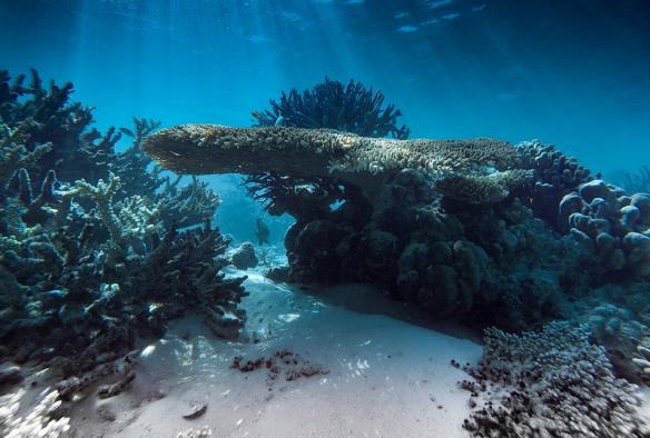 Bersnorkel, Rowley Shoals, Western Australia © Tourism Australia