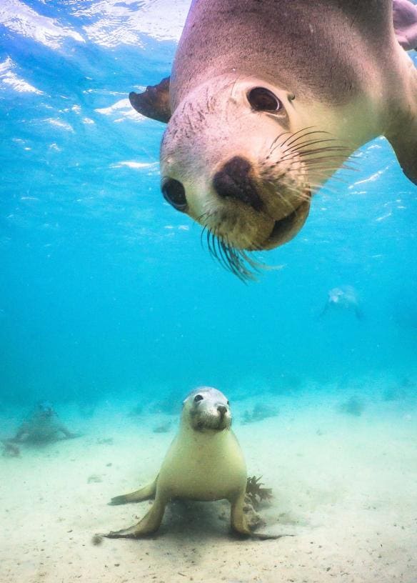 Singa laut di Baird Bay, SA © David Edgar