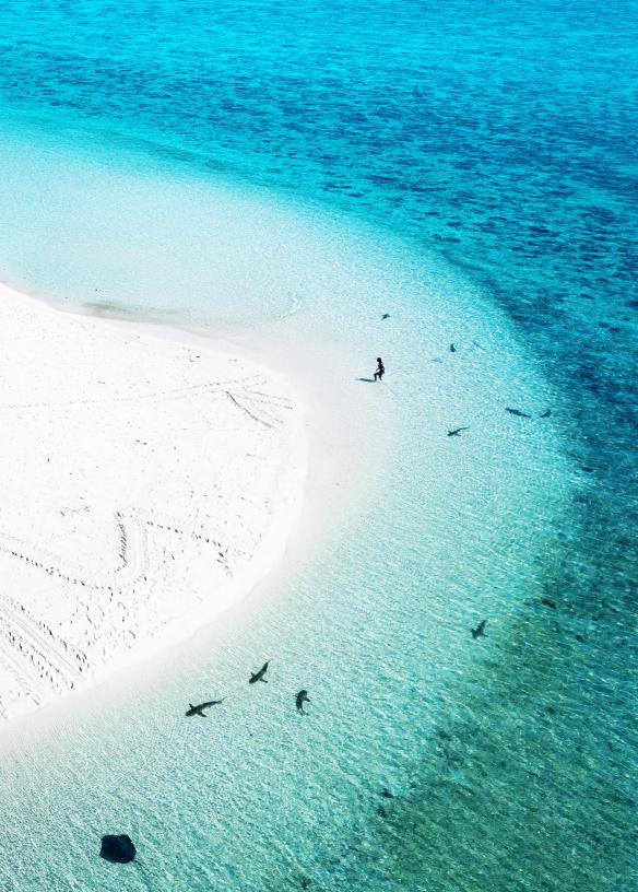Pemandangan kehidupan laut dari udara, Heron Island, Queensland © James Vodicka