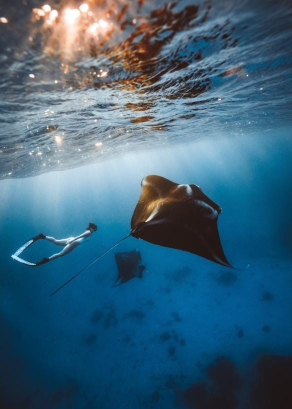 Lady Elliot Island, Great Barrier Reef, Queensland © Tourism and Events Queensland