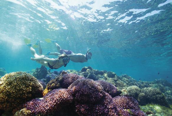 Bersnorkel, Lord Howe Island, New South Wales © Destination NSW