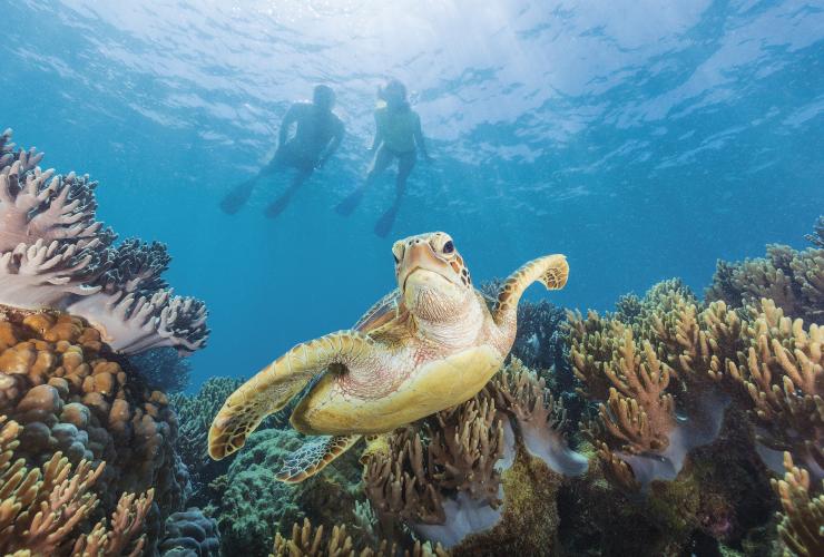 Penyu berenang melintasi Michaelmas Cay, QLD © Tourism and Events Queensland