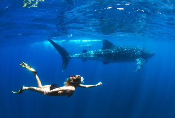 Hiu Paus, Ningaloo, Exmouth, Western Australia © Violeta Jahnel Brosig/Blue Media Exmouth