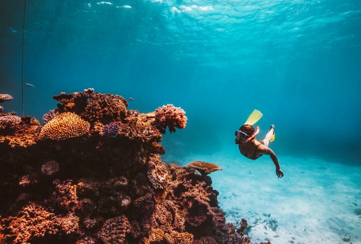 Seseorang sedang bersnorkel di bawah air di samping terumbu karang yang besar dan berwarna-warni di Great Barrier Reef, Queensland © Tourism Tropical North Queensland