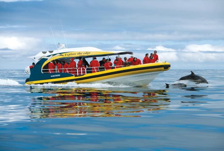 Lumba-lumba melompat dari samudra di depan perahu yang penuh dengan orang dalam tur bersama Pennicott Wilderness Journeys, Bruny Island, Tasmania © Tourism Tasmania & Joe Shemesh