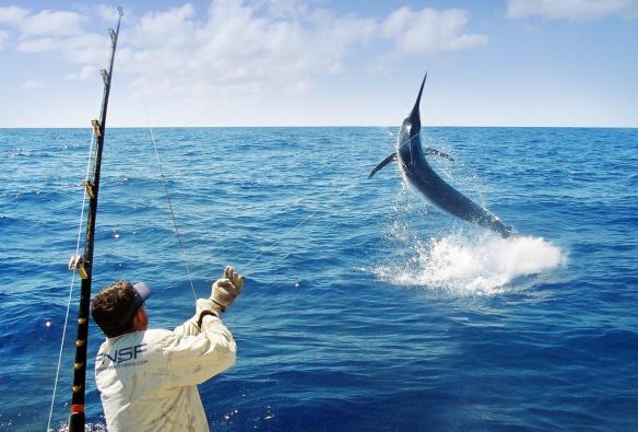 Seseorang melemparkan pancing ke laut dan menangkap ikan marlin, Far North Sports Fishing, Port Douglas, Queensland © Far North Sports Fishing