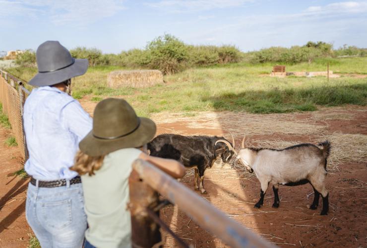 Seorang ibu dan anak perempuannya memandangi dua ekor kambing di sebuah lahan pertanian di Bullara Station, Ningaloo, Western Australia © Tourism Australia
