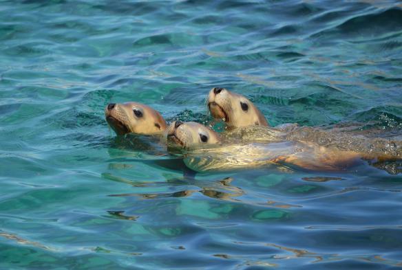 Singa laut, Port Lincoln, South Australia © Calypso Star Charters