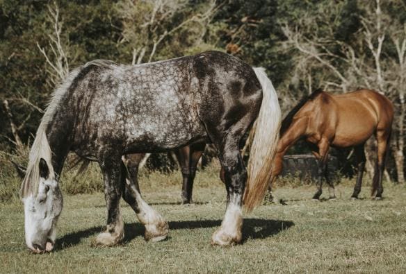 Sixty6 Acres, Sunshine Coast, Queensland © Sixty6 Acres