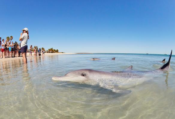 Monkey Mia, Western Australia © Tourism Western Australia