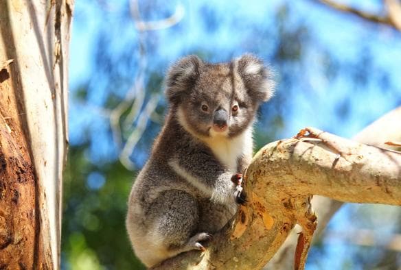 Seekor koala di dahan pohon, Wildlife Wonders, Great Ocean Road, Victoria © Wildlife Wonders