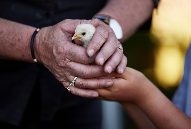 Foto jarak dekat tangan yang memegang anak ayam kecil di Curringa Farm, Hamilton, Tasmania © Tourism Australia 