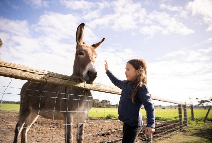 Anak perempuan dan keledai di Redwing Farm, Yorke Peninsula, South Australia © Tourism Australia 
