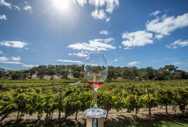 Segelas red wine di kebun anggur, Angove Family Wine Makers, McLaren Vale, South Australia © Tourism Australia
