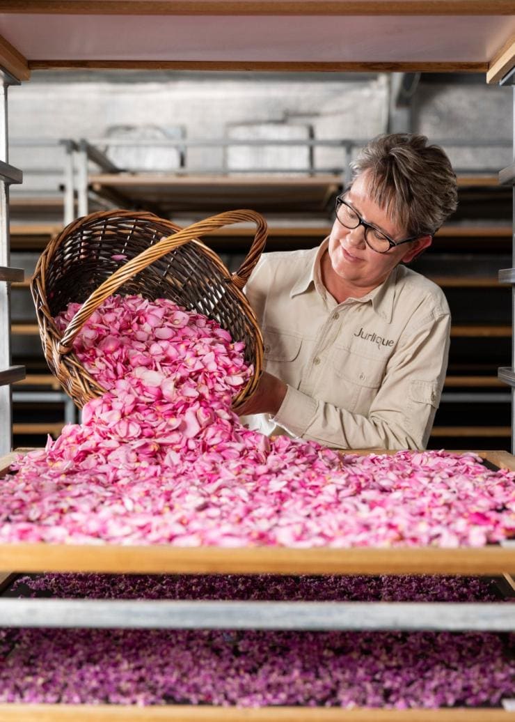 Seorang wanita menuangkan sekeranjang kelopak mawar merah muda ke bangku di Jurlique Farm, Adelaide Hills, South Australia © Jurlique International