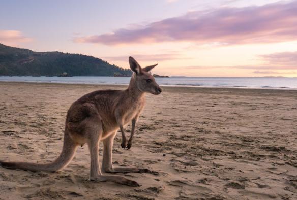 Seekor walabi berdiri di pantai berpadu dengan latar belakang samudra yang tenang dan langit berona merah muda di Cape Hillsborough, Mackay, Queensland © Tourism Australia
