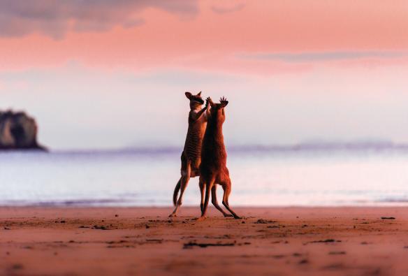 Dua walabi berdiri di pantai saat matahari terbit yang memancarkan warna merah muda, dengan saling menghadapkan cakarnya di Cape Hillsborough National Park, Mackay, Queensland © Chris McLennan