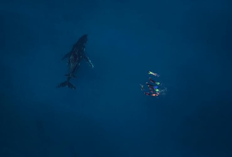 Paus bungkuk, Live Ningaloo, Exmouth, WA © Ningaloo Aviation and Jacob Hill/Live Ningaloo