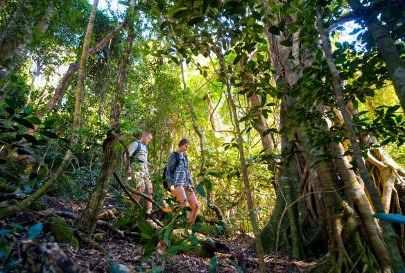Penjelajah alam menuruni perbukitan yang diselimuti pepohonan tinggi nan rimbun di O'Reilly's Rainforest Retreat, Lamington National Park, Queensland © O'Reilly's Rainforest Retreat