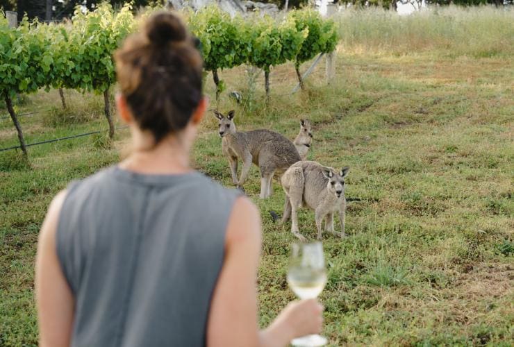 Seseorang berdiri di kebun anggur dengan segelas wine melihat kanguru di dekatnya, Cubby and Co, Mount Majura Vineyard, Australian Capital Territory © Tourism Australia