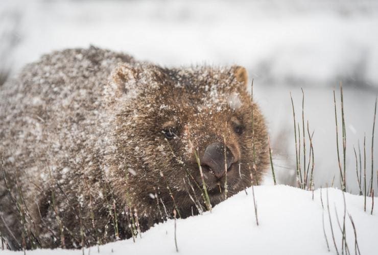 Wombat di tengah salju di Cradle Mountain-Lake St Clair National Park, TAS © Paul Fleming