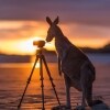 Kanguru mengamati kamera di Cape Hillsborough National Park © Matt Glastonbury/Tourism and Events Queensland
