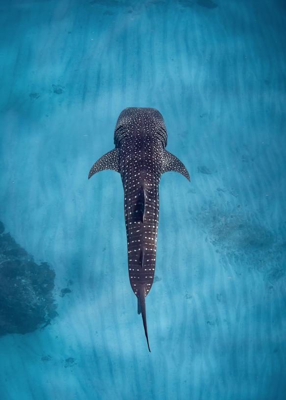Hiu paus, Sal Salis Ningaloo Reef, Western Australia © Sal Salis Ningaloo Reef