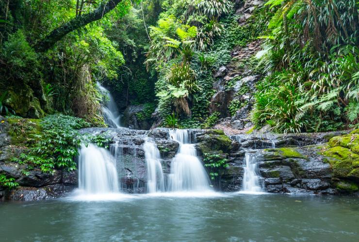 Air terjun kecil yang mengalir di atas bebatuan berlumut yang dikelilingi oleh hutan hujan di Elabana Falls, Lamington National Park, Queensland © Destination Gold Coast