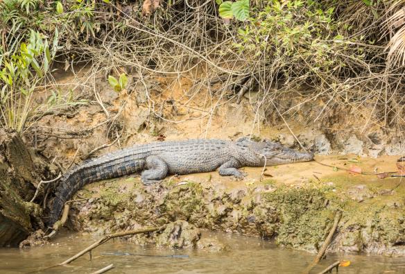 Seekor buaya muara besar sedang berjemur di bantaran sungai, FNQ Nature Tours, Daintree, Queensland © Tourism Australia