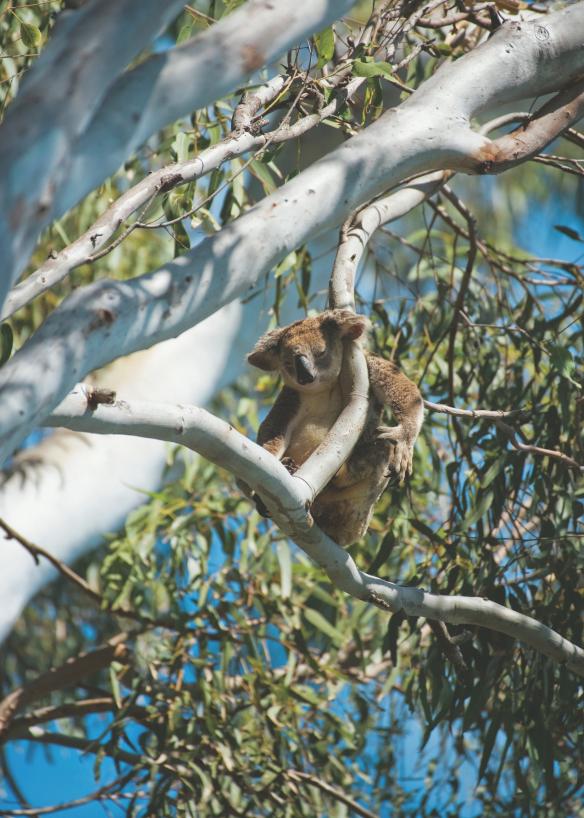 Koala berwarna abu-abu kecokelatan di atas pohon, Noosa National Park, Noosa, Queensland © Tourism and Events Queensland