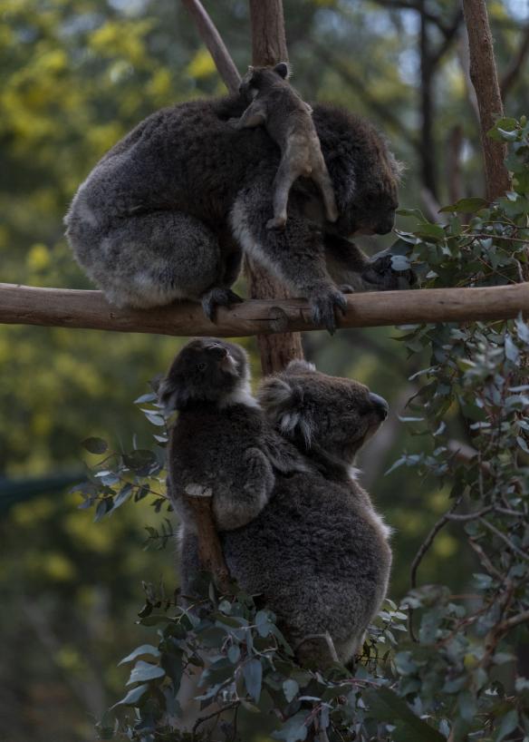 Seekor induk koala yang menggendong bayinya berdiri di atas pohon bersama induk dan bayi koala lain di sekitarnya di Tidbinbilla, Australian Alps, Australian Capital Territory © Tourism Australia