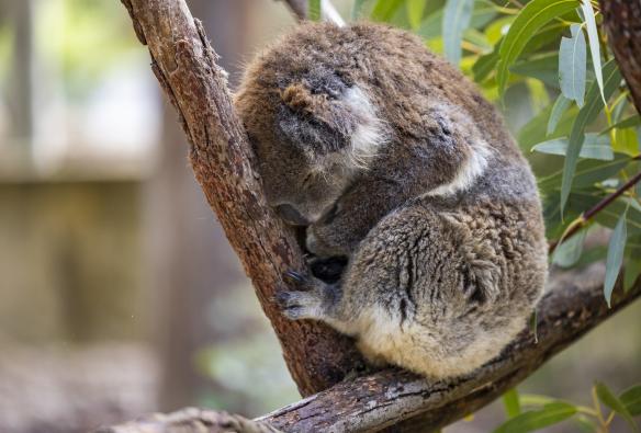 Seekor koala meringkuk tertidur dengan kepala bertumpu pada dahan di Yanchep National Park, Coral Coast, Western Australia © Tourism Australia