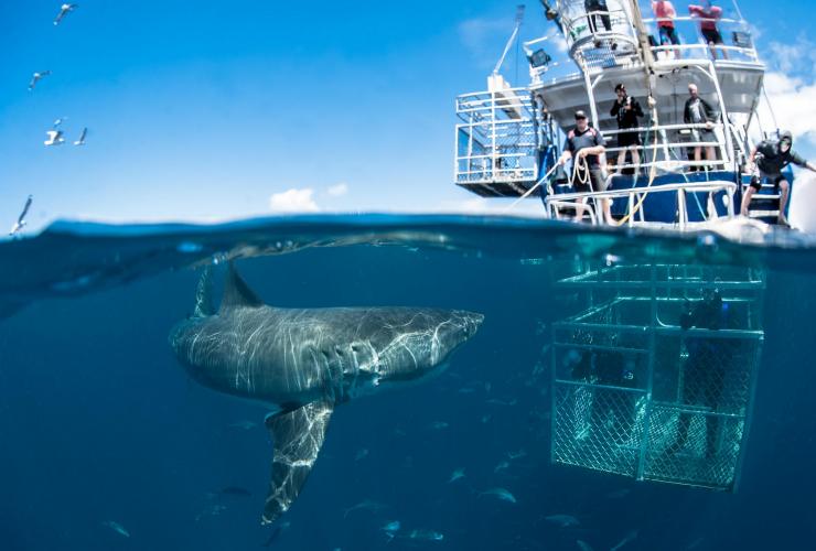 Menyelam di dalam kandang dengan hiu, Rodney Fox Shark Expeditions, Port Lincoln, SA © Sam Cahir