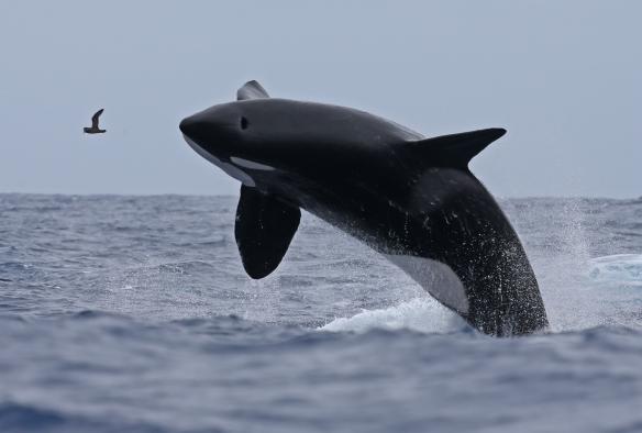 Paus Pembunuh, Naturaliste Charters, Bremer Canyon, WA © Naturaliste Charters