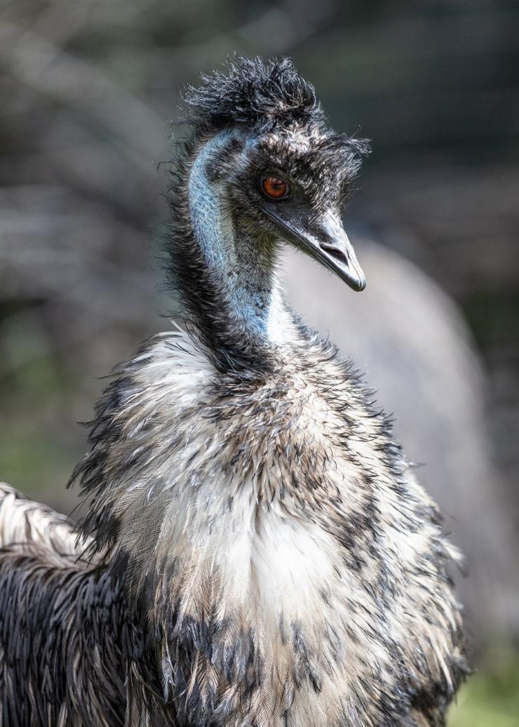 Emu di Caversham Wildlife Park, Caversham, WA © Tourism Australia