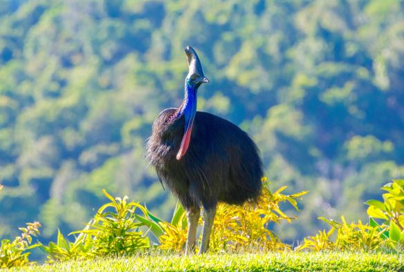 Seekor kasuari besar berdiri di padang rumput, FNQ Nature Tours, Daintree Rainforest, Queensland © FNQ Nature Tours
