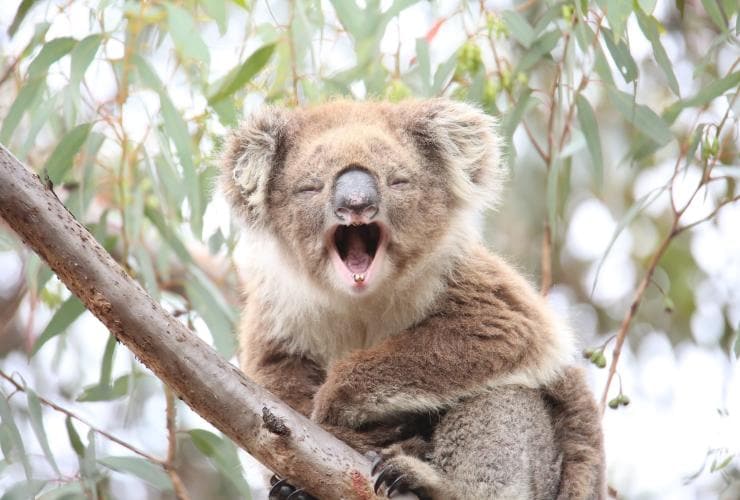 Emma si Koala di You Yangs Regional Park, Victoria © Echidna Walkabout Nature Tours