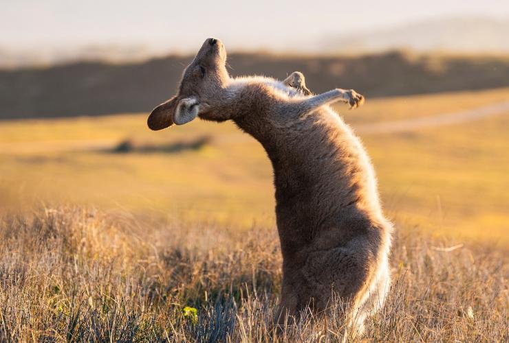 Kanguru sedang menggaruk-garuk di dekat Look At Me Now Headland, Emerald Beach, North Coast, NSW © Destination NSW