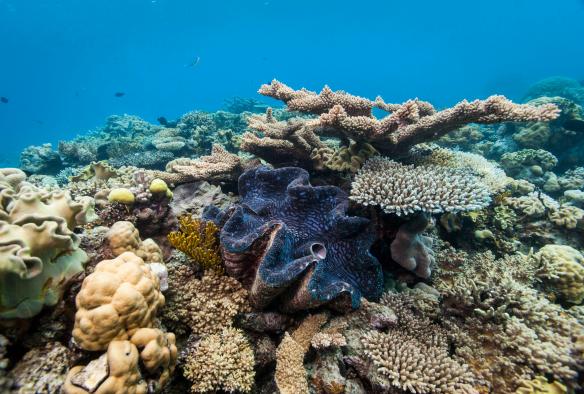 Kerang Raksasa di antara hamparan terumbu karang di Agincourt Reef, Great Barrier Reef, Queensland © Andrew Watson