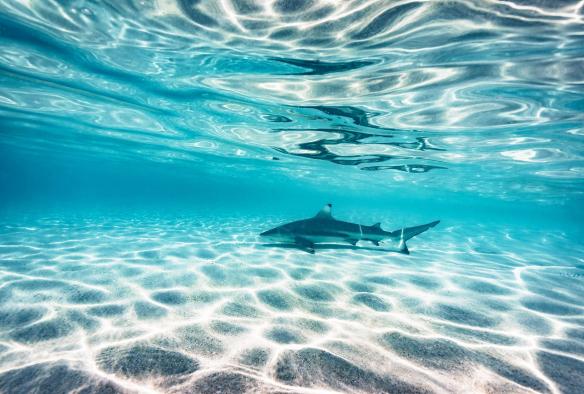 Seekor hiu menjelajahi pasir putih di perairan dangkal di lingkungan sekitar Heron Island, Queensland © James Vodicka