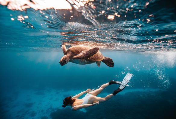 Seorang wanita bersnorkel di bawah penyu di sekitar Lady Elliot Island, Southern Great Barrier Reef, Queensland © Tourism and Events Queensland
