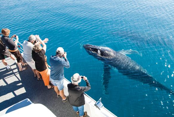 Pemandangan dari udara di atas sekelompok orang yang berdiri di tepi perahu sambil mengambil foto paus bungkuk yang muncul ke permukaan di depan mereka saat tur dengan Hervey Bay Whale Watching, Hervey Bay, Queensland © Matthew Taylor/Tourism and Events Queensland