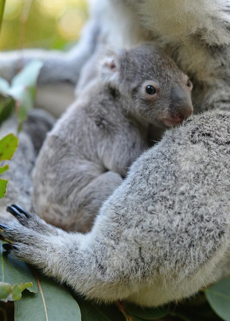 Anak koala di atas pohon di Australia Zoo, Beerwah, Queensland © Ben Beaden / Australia Zoo 